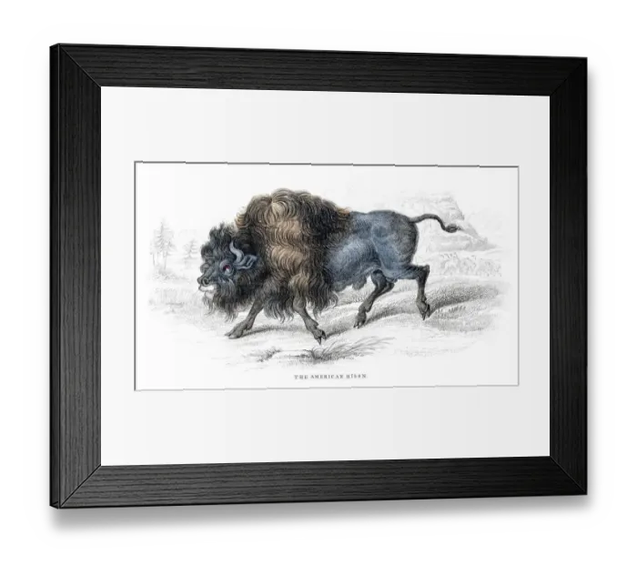 Framed Print : American bison lithograph 1884