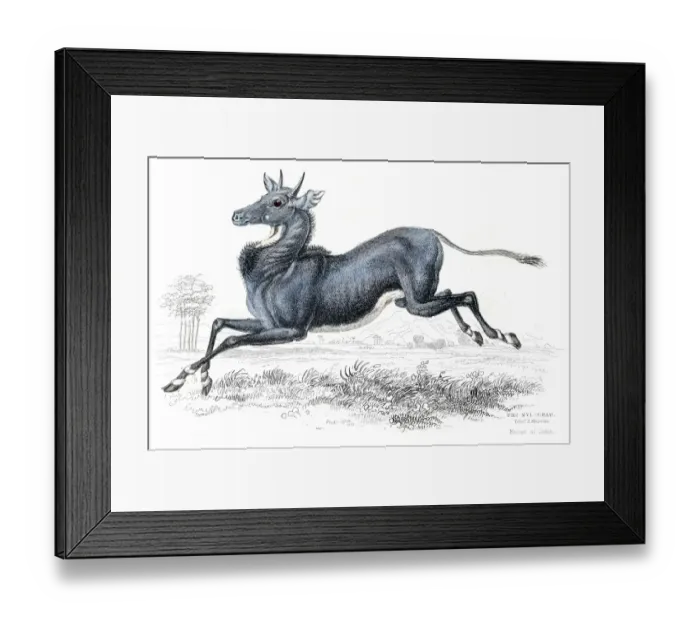 Framed Print : Nilgai antelope lithograph 1884