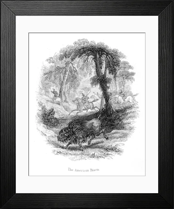 Framed Print : Hunting the american bison lithograph 1884 Framed Print : Hunting the american bison lithograph 1884