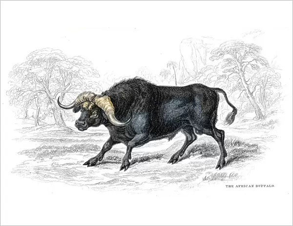 African buffalo lithograph 1884