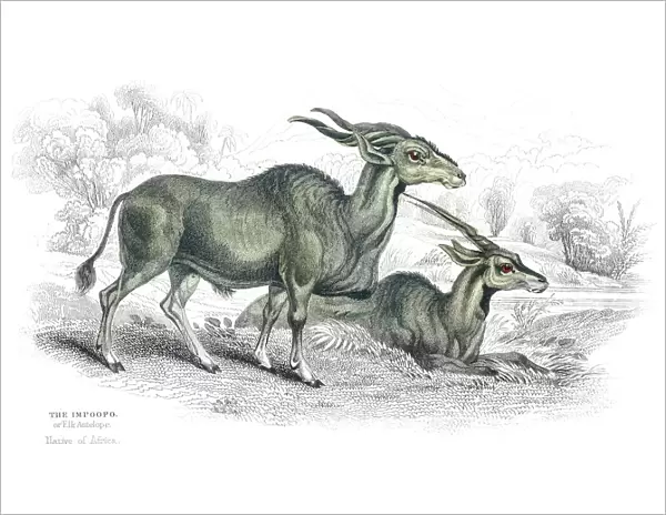 African elk antelope lithograph 1884
