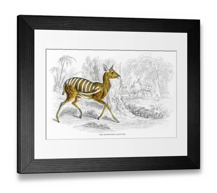 Framed Print : Harnessed antelope ithograph 1884 Framed Print : Harnessed antelope ithograph 1884