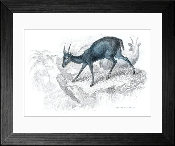 Framed Print : African antelope lithograph 1884 Framed Print : African antelope lithograph 1884