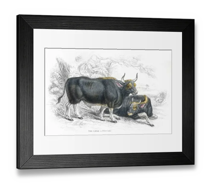 Framed Print : Silhet cattle lithograph 1884 Framed Print : Silhet cattle lithograph 1884