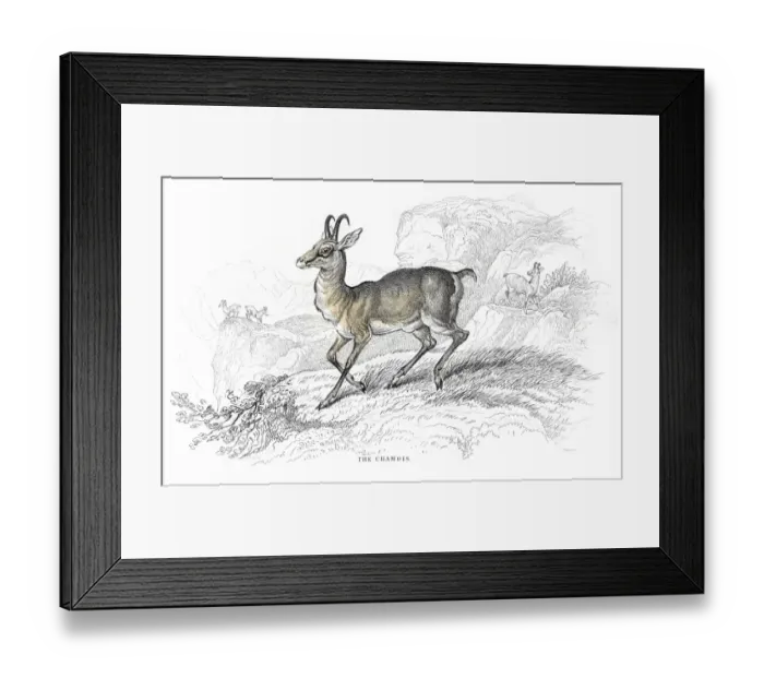 Framed Print : Chamois Goat antelope lithograph 1884 Framed Print : Chamois Goat antelope lithograph 1884