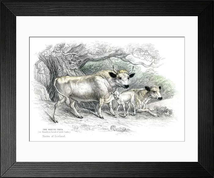 Framed Print : British wild cattle lithograph 1884 Framed Print : British wild cattle lithograph 1884