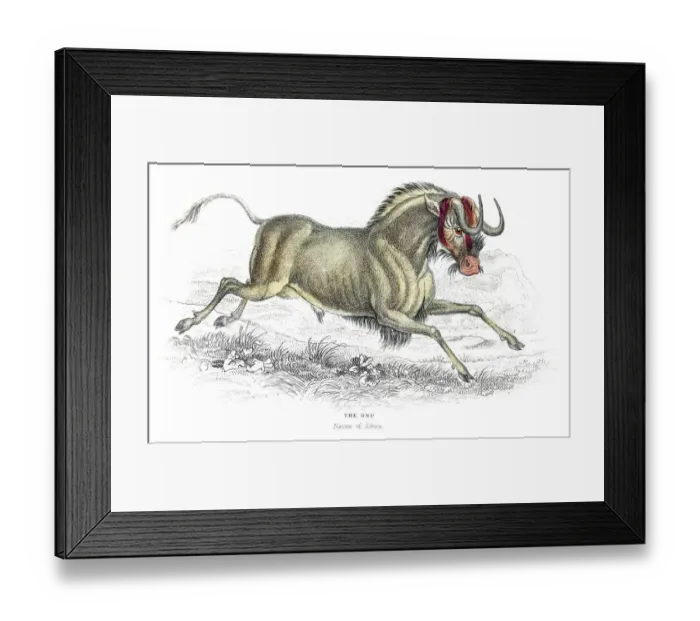 Framed Print : Wildebeest lithograph 1884 Framed Print : Wildebeest lithograph 1884