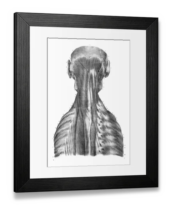 Framed Print : Back trunk anatomy engraving 1866 Framed Print : Back trunk anatomy engraving 1866