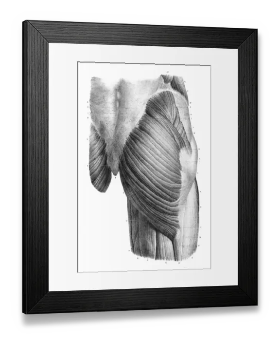 Framed Print : Pelvic femoral region anatomy engraving 1866 Framed Print : Pelvic femoral region anatomy engraving 1866
