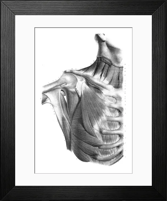 Framed Print : Frontal trunk anatomy engraving 1866 Framed Print : Frontal trunk anatomy engraving 1866