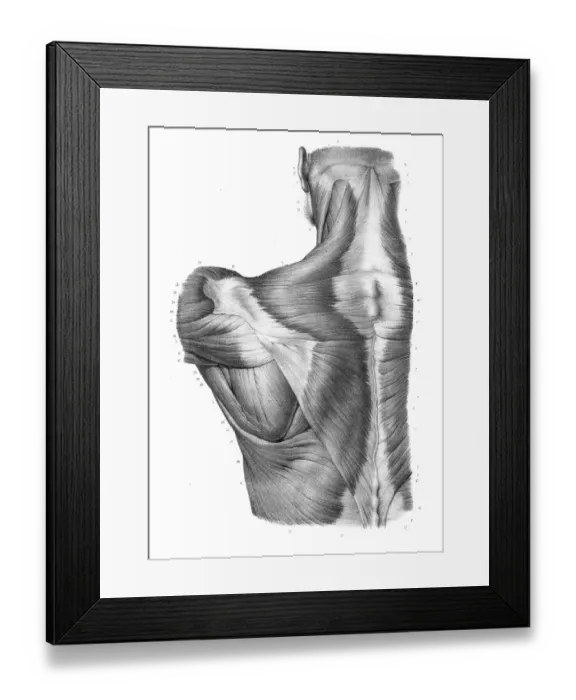 Framed Print : Back torso anatomy engraving 1866 Framed Print : Back torso anatomy engraving 1866
