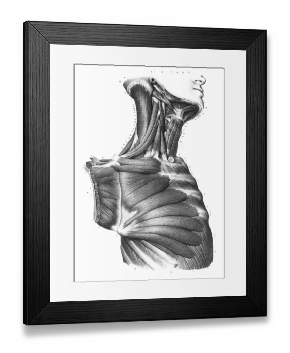 Framed Print : Side torso anatomy engraving 1866 Framed Print : Side torso anatomy engraving 1866
