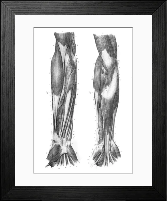 Framed Print : Region external of arm engraving 1866 Framed Print : Region external of arm engraving 1866