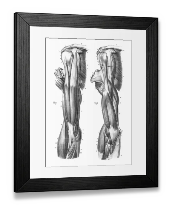 Framed Print : Anatomy arm engraving 1866 Framed Print : Anatomy arm engraving 1866