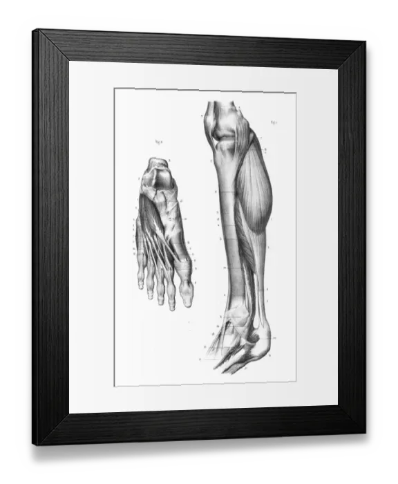 Framed Print : Internal leg region anatomy engraving 1866 Framed Print : Internal leg region anatomy engraving 1866