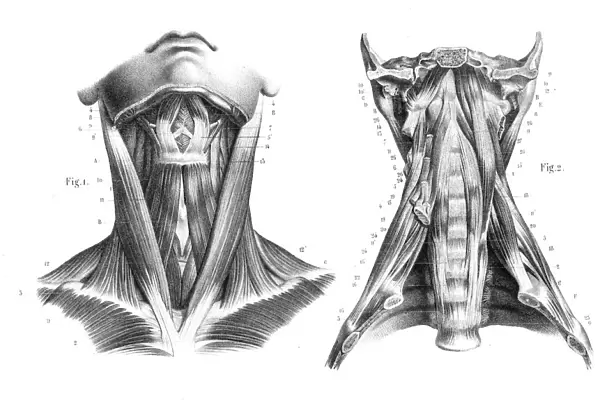 Neck throat anatomy engraving 1866