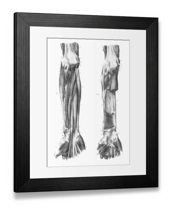 Framed Print : Region anterior of forearm engraving 1866 Framed Print : Region anterior of forearm engraving 1866