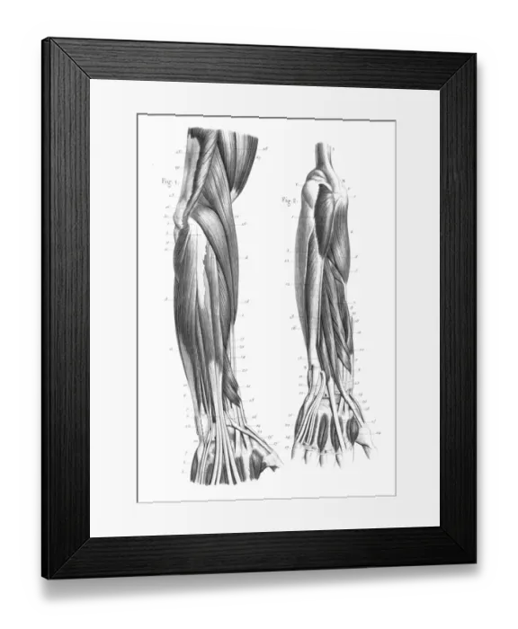 Framed Print : Posterior part of forearm engraving 1866 Framed Print : Posterior part of forearm engraving 1866