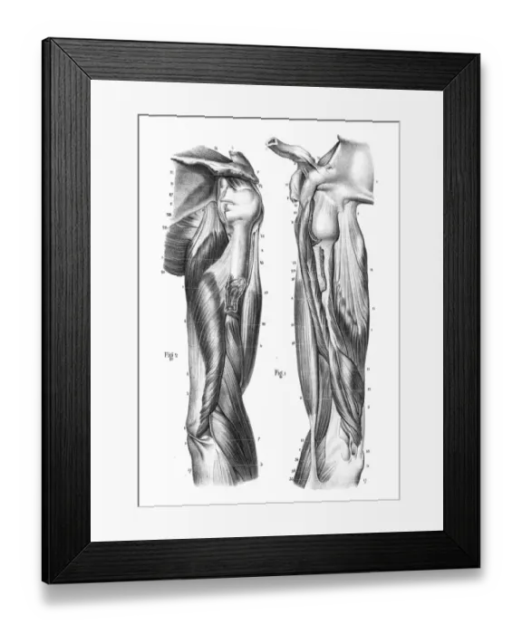 Framed Print : Region anterior of arm engraving 1866 Framed Print : Region anterior of arm engraving 1866