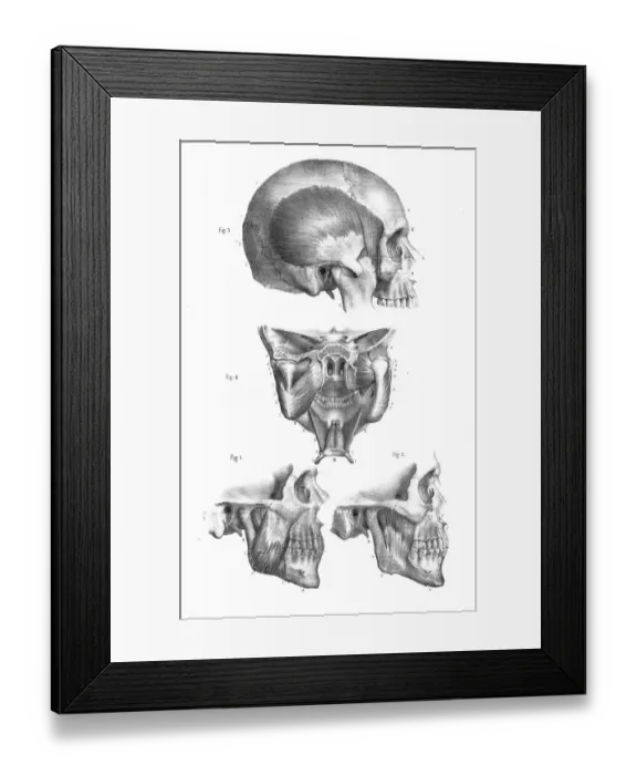 Framed Print : Skull mandibular anatomy engraving 1866 Framed Print : Skull mandibular anatomy engraving 1866