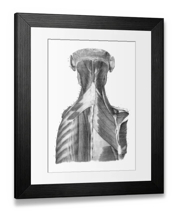 Framed Print : Back trunk anatomy engraving 1866