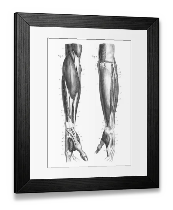 Framed Print : anatomy engraving 1866 Framed Print : anatomy engraving 1866