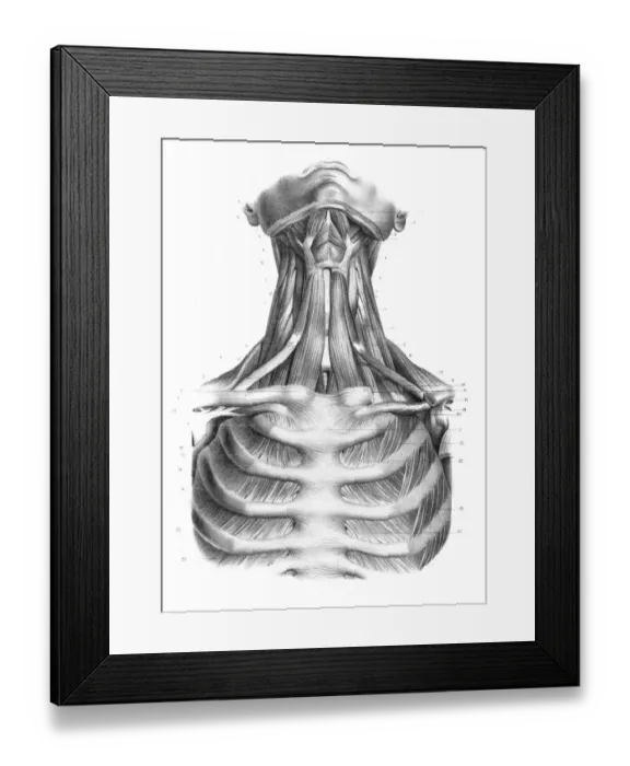 Framed Print : Neck throat anatomy engraving 1866 Framed Print : Neck throat anatomy engraving 1866