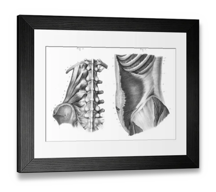 Framed Print : Side region of the trunk anatomy engraving 1866 Framed Print : Side region of the trunk anatomy engraving 1866