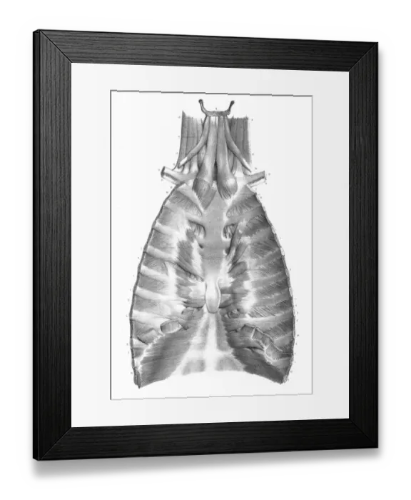 Framed Print : Sternum anatomy engraving 1866 Framed Print : Sternum anatomy engraving 1866