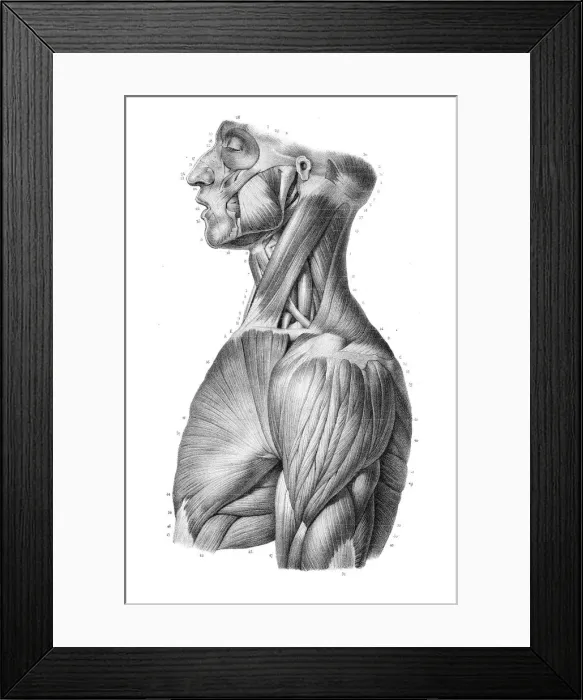 Framed Print : Side trunk anatomy engraving 1866 Framed Print : Side trunk anatomy engraving 1866