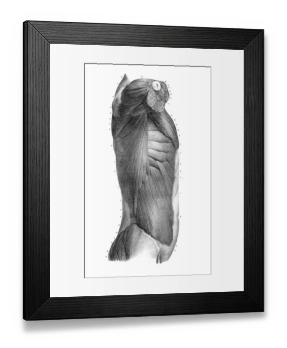 Framed Print : Side region of the trunk anatomy engraving 1866 Framed Print : Side region of the trunk anatomy engraving 1866
