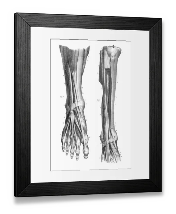 Framed Print : Anterior leg region anatomy engraving 1866 Framed Print : Anterior leg region anatomy engraving 1866
