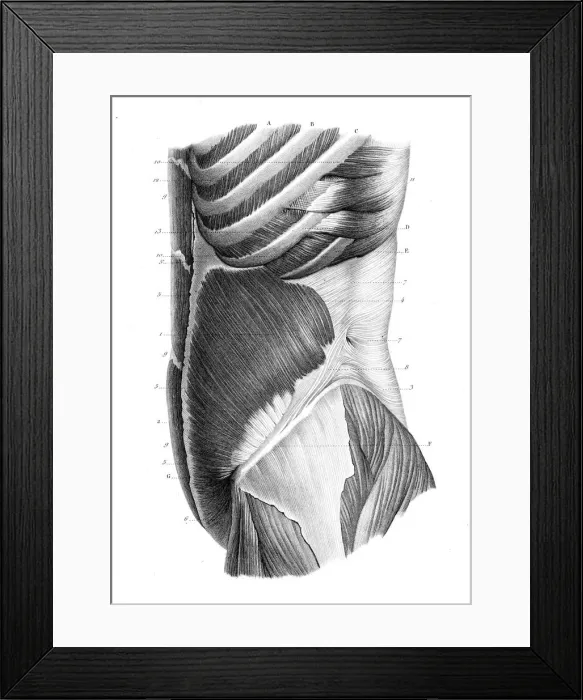 Framed Print : Frontal trunk anatomy engraving 1866 Framed Print : Frontal trunk anatomy engraving 1866