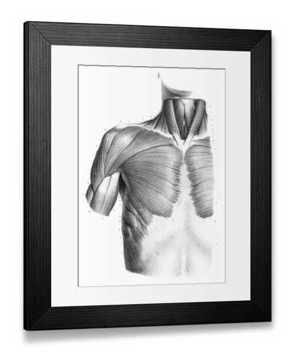 Framed Print : Frontal trunk anatomy engraving 1866 Framed Print : Frontal trunk anatomy engraving 1866