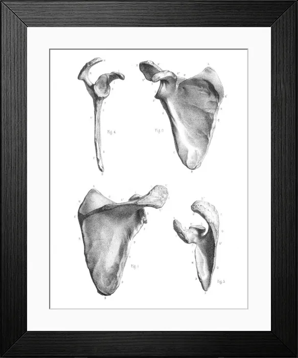 Framed Print : Thoracic limbs anatomy engraving 1866 Framed Print : Thoracic limbs anatomy engraving 1866