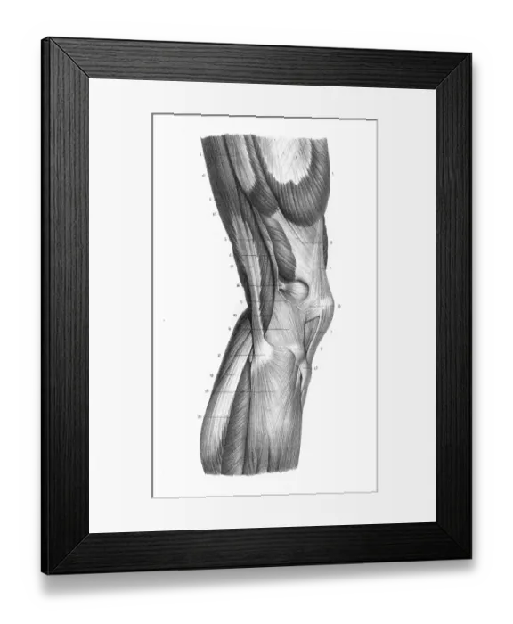Framed Print : Exterior knee region anatomy engraving 1866 Framed Print : Exterior knee region anatomy engraving 1866