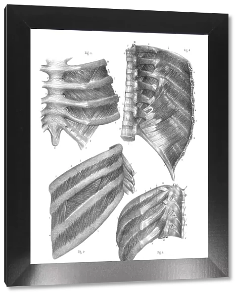 Intercostal nerves anatomy engraving 1866