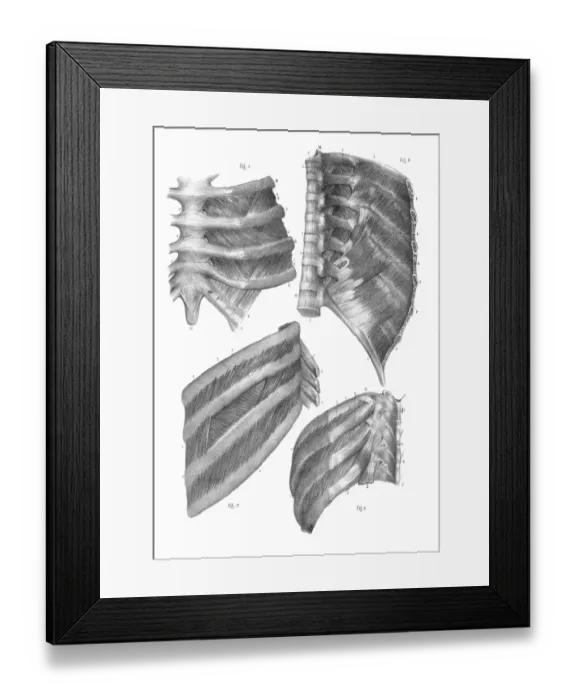 Framed Print : Intercostal nerves anatomy engraving 1866 Framed Print : Intercostal nerves anatomy engraving 1866