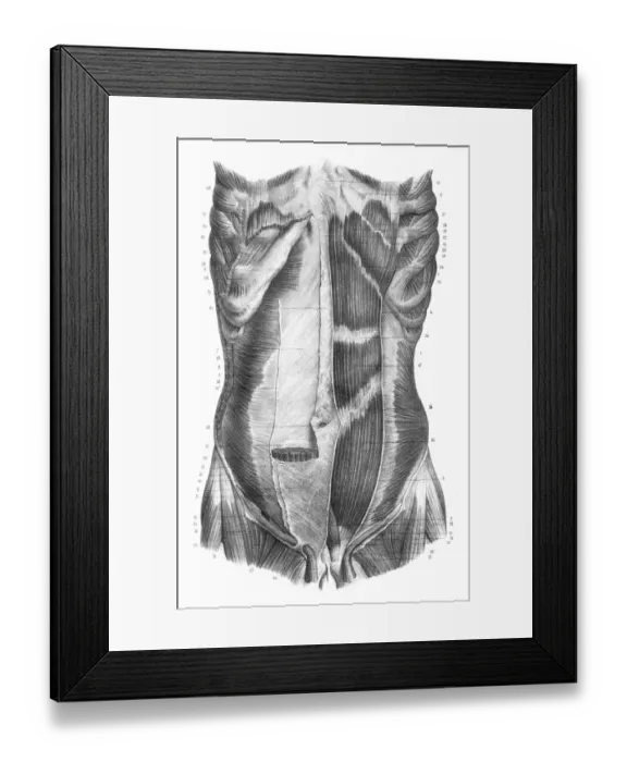 Framed Print : Back torso anatomy engraving 1866 Framed Print : Back torso anatomy engraving 1866