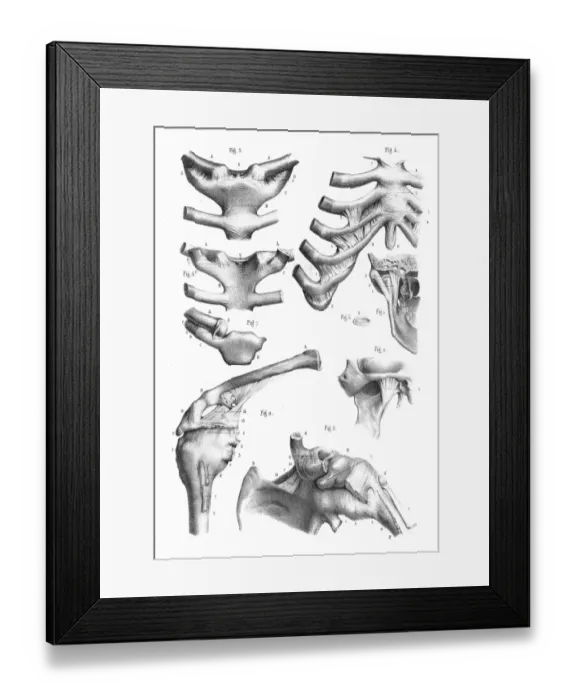 Framed Print : Articulations anatomy engraving 1866 Framed Print : Articulations anatomy engraving 1866