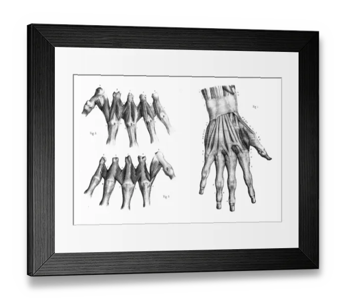 Framed Print : Dorsal region of hand engraving 1866