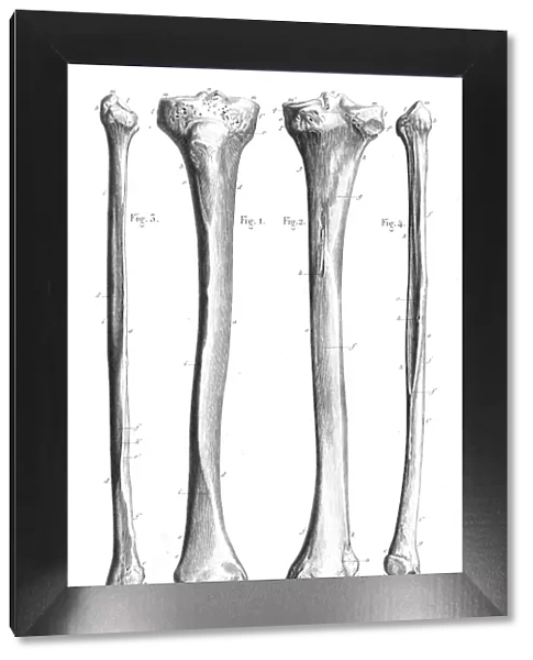 Leg bones anatomy engraving 1866