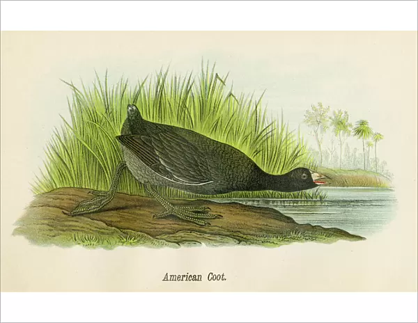 American coot bird lithograph 1890
