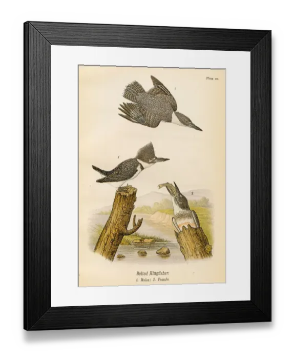 Framed Print : Belted kingfisher bird lithograph 1890 Framed Print : Belted kingfisher bird lithograph 1890