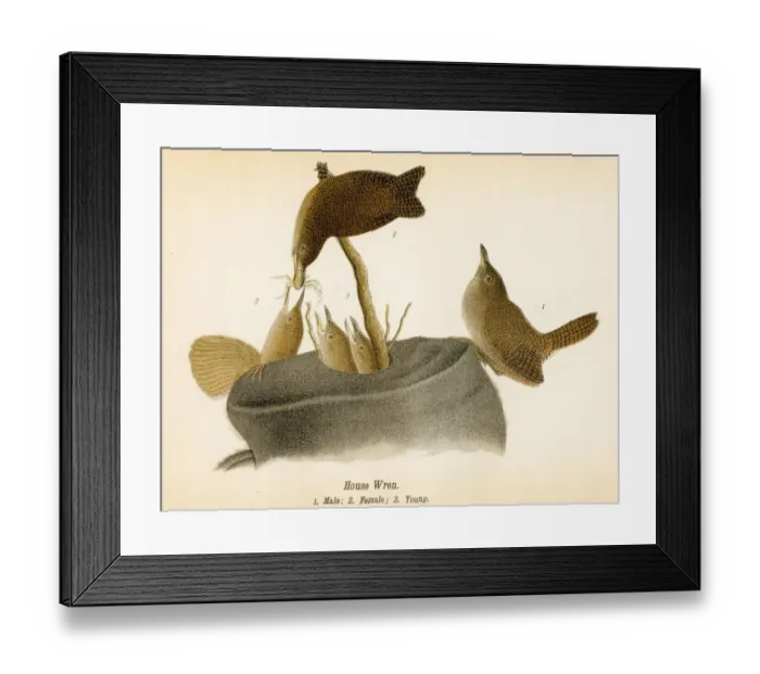 Framed Print : House wren bird lithograph 1890 Framed Print : House wren bird lithograph 1890
