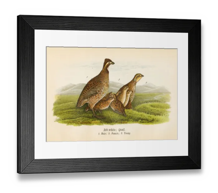 Framed Print : Quail bird lithograph 1890 Framed Print : Quail bird lithograph 1890