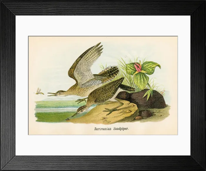 Framed Print : Sandpiper bird lithograph 1890