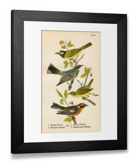 Framed Print : Warbler bird lithograph 1890 Framed Print : Warbler bird lithograph 1890