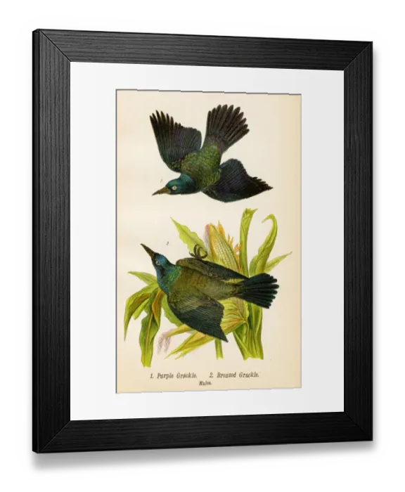 Framed Print : Grackle bird lithograph 1890 Framed Print : Grackle bird lithograph 1890