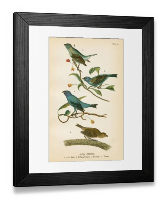 Framed Print : Indigo bunting bird lithograph 1890 Framed Print : Indigo bunting bird lithograph 1890